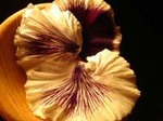 DSC00363a.jpg