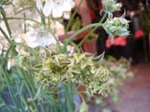 DSC00522.JPG