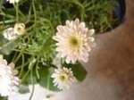 DSC00962a.jpg