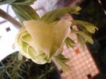 DSC00963.JPG