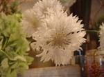 DSC01110a.jpg
