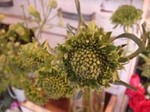 DSC01360.JPG