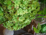 DSC06639.JPG