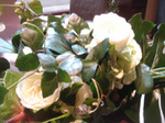 DSC07697.JPG