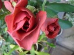DSC08277a.jpg