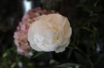 HINA摜 081.JPG