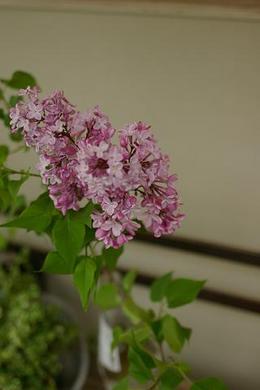 IMGP2740.JPG